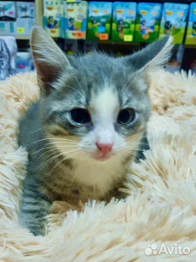 Котенок