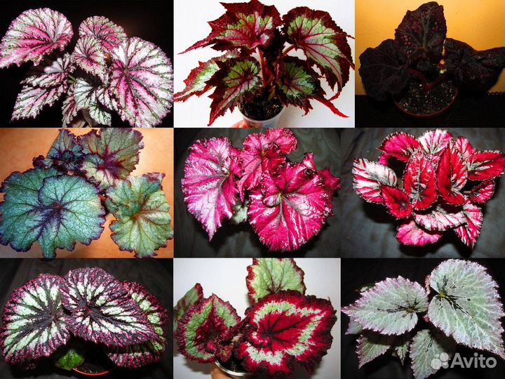 Живые цветы в горшках