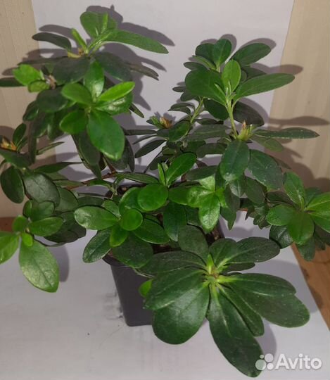 Продам цветы комнатные азалия