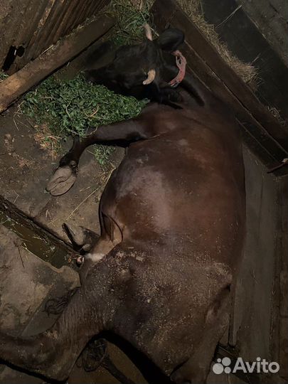 Продается корова на мясо