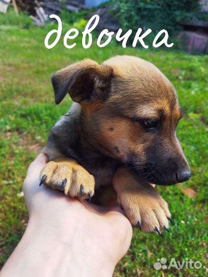 Очаровательная девочка