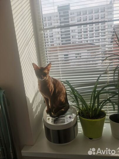 Абисинский котенок