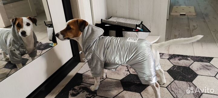 Комбинезон для собаки