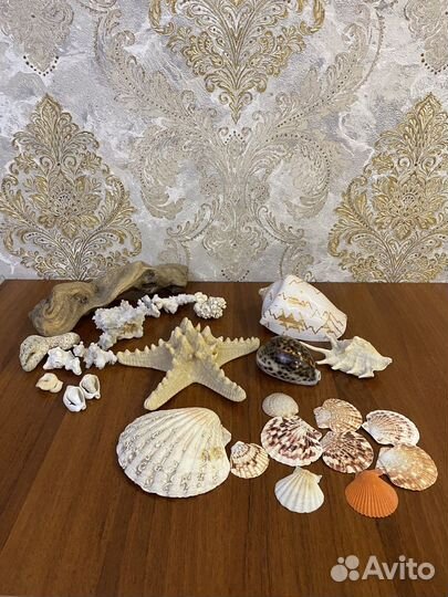 Морские ракушки и кораллы