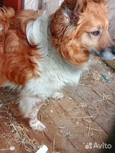 Метис шелти В добрые руки