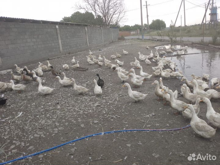 Утки и гуси