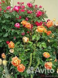 Саженцы Английских Роз (шраб) Пэт Остин/Pat Austin