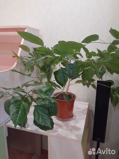 Продам цветы комнатные