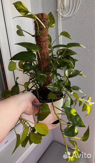 Эпипремнум (микс) Золотистый и Неон