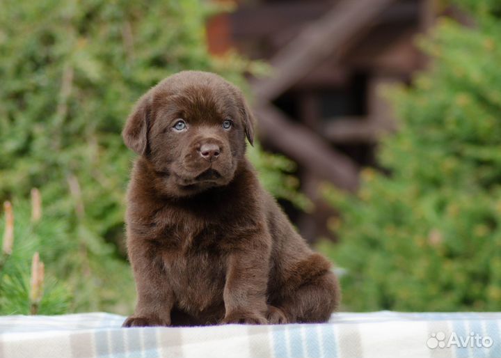 Продам щенков лабрадора