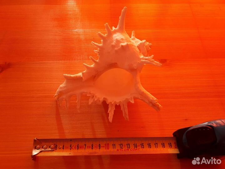 Морская ракушка Chicoreus ramosus чихореус рамосус