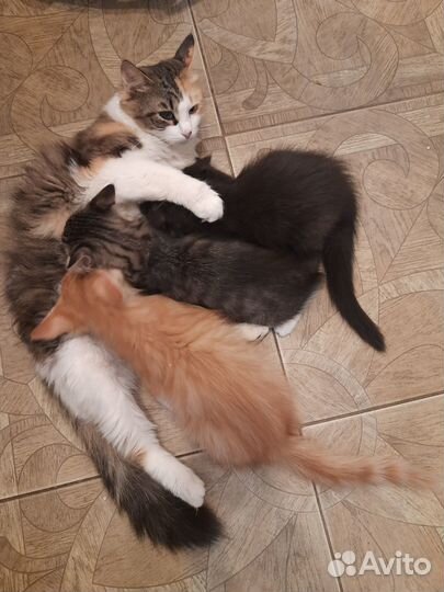 Котята в добрые руки