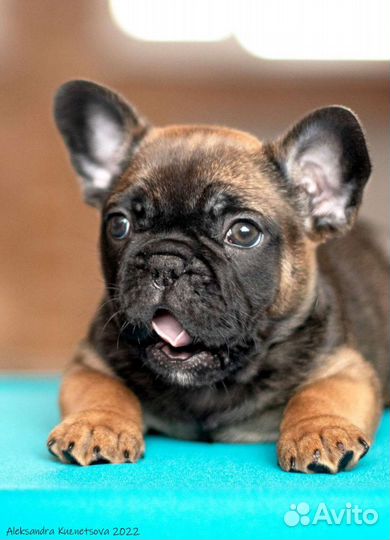 Фотограф анималист для вашей собаки)