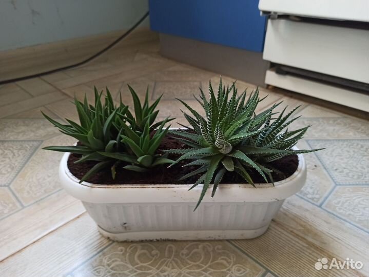 Кактусы и суккуленты