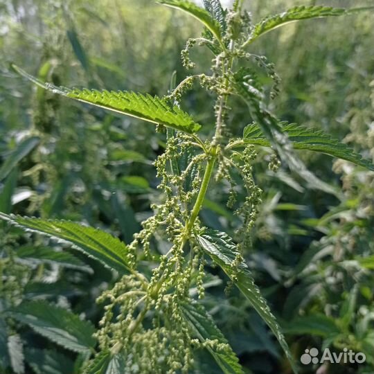Веники из крапивы