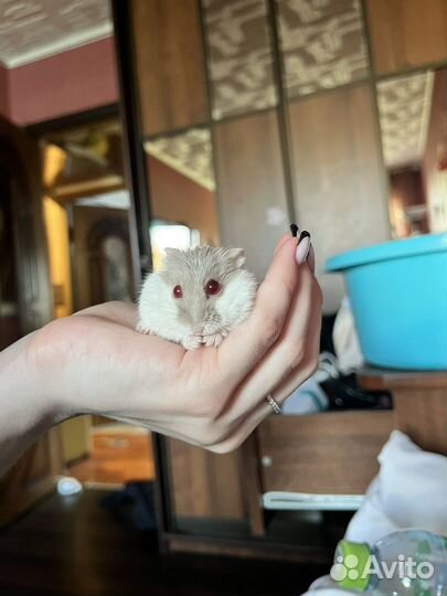 Джунгарский хомяк с клеткой бесплатно