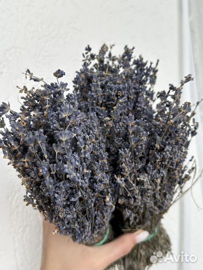 Лаванда сухоцвет