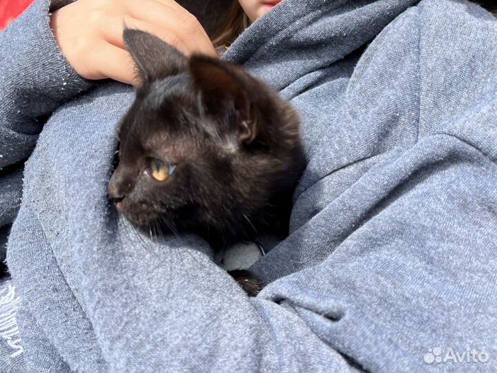 Котёнок в добрые руки