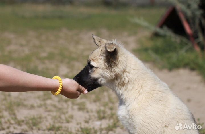 Выгул собак