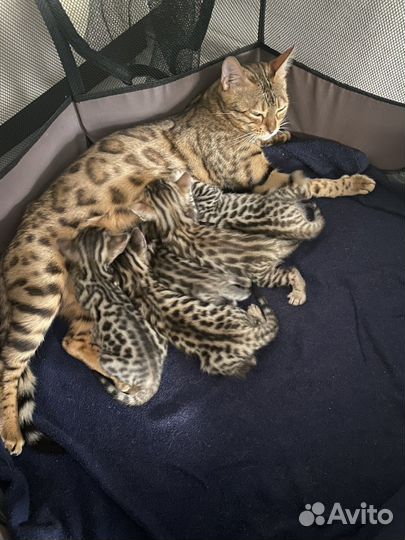 Бенгальская