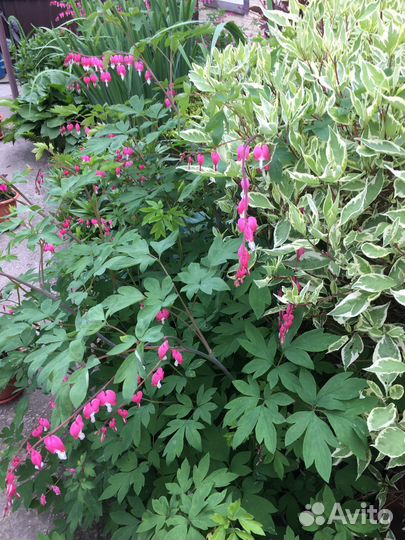 Дицентра,ландыши