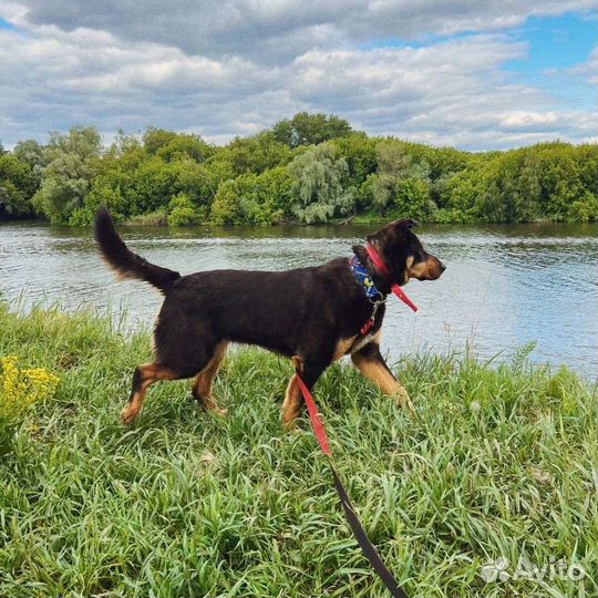 Добря ищет дом