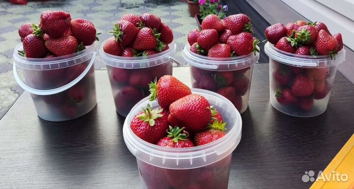 Ягода клубники