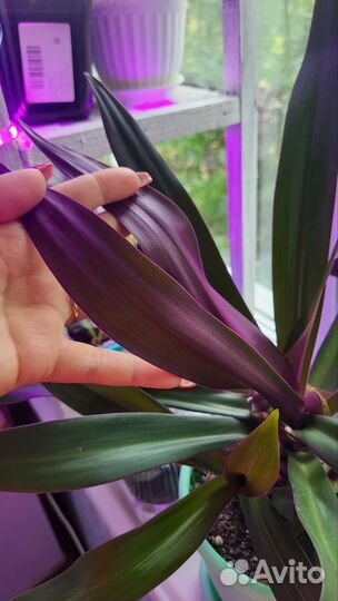 Традесканция Рео