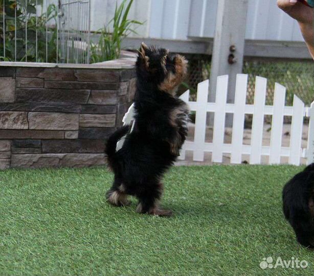 Йоркширский терьер мини девочка