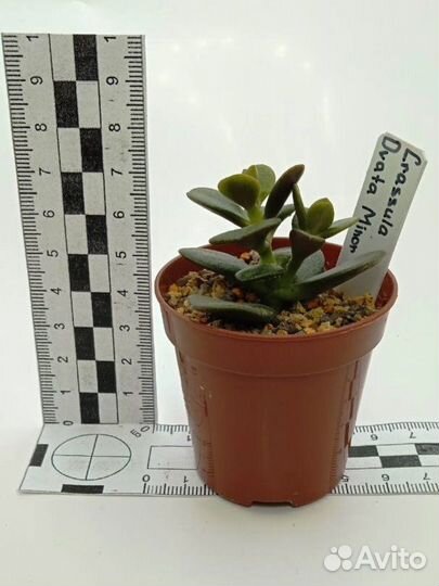 Суккуленты разные