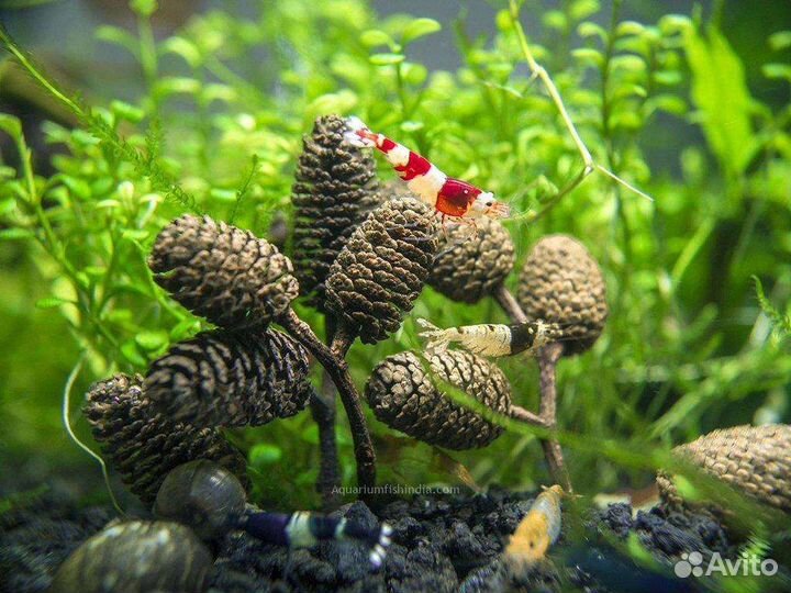 Шишки (соплодия) ольхи