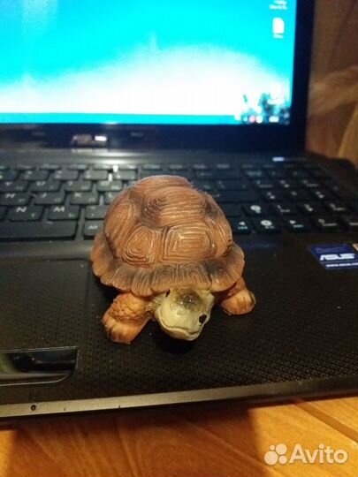 Аквариумная черепашка