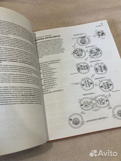 Анатомия человека. Атлас раскраска