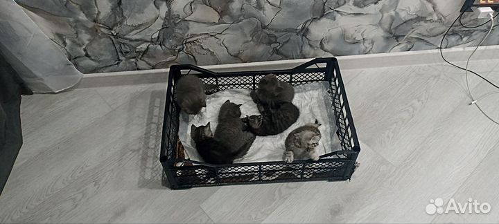 Британские котята