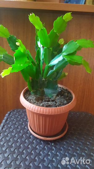 Цветок декабрист