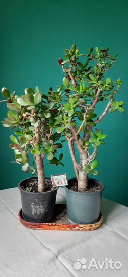 Толстянки большие и маленькие