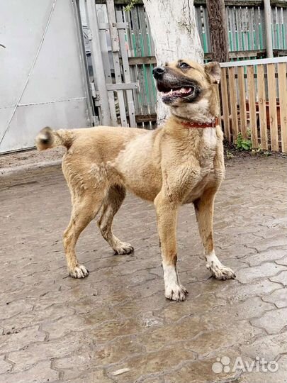 Собака в добрые руки