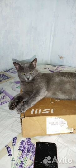 Отдам в добрые руки кошку стерилизованную