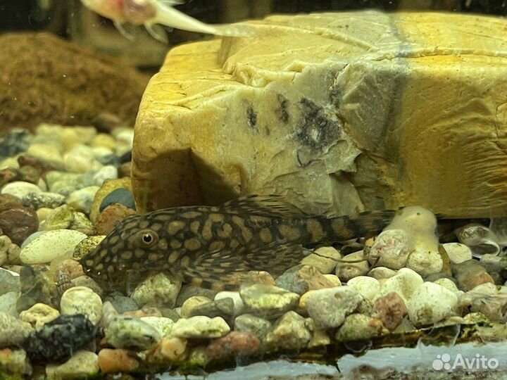 Анциструс Зеленый дракон, Рио Парагвай, раки