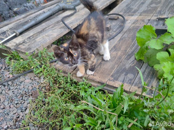 Котята трехцветные в добрые руки бесплатно