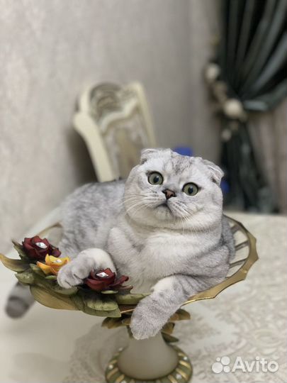 Кот на вязку, вислоухая серебристая шиншилла