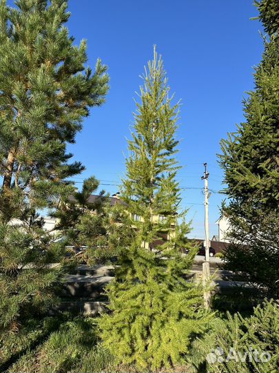 Лиственница