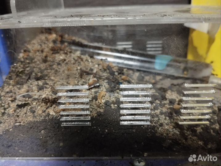 Муравьиная ферма с муравьями