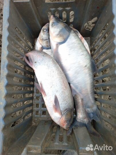 Прикормка для рыбалки