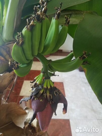 Банан плодоносящий комнатный и др плодовые экзоты