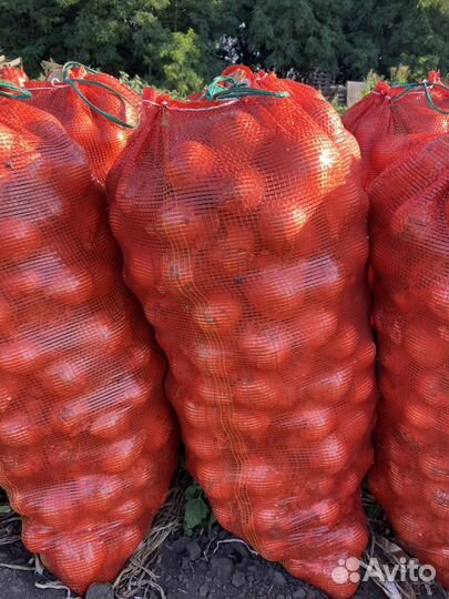 Лук репчатый