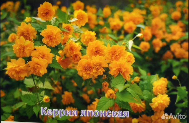 Растения для сада