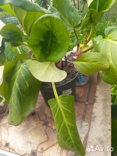 Рассада цветов