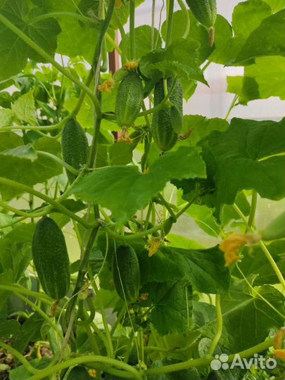 Огурцы свежие домашние