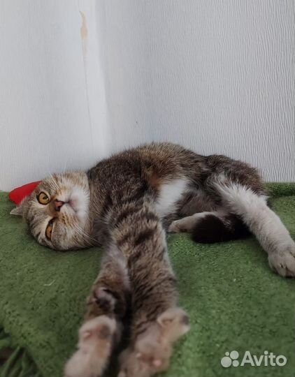 Кошечка стерилизованная